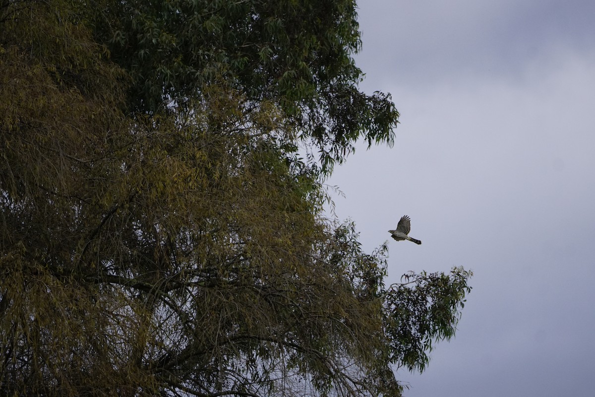 Cooper's Hawk - ML643431955