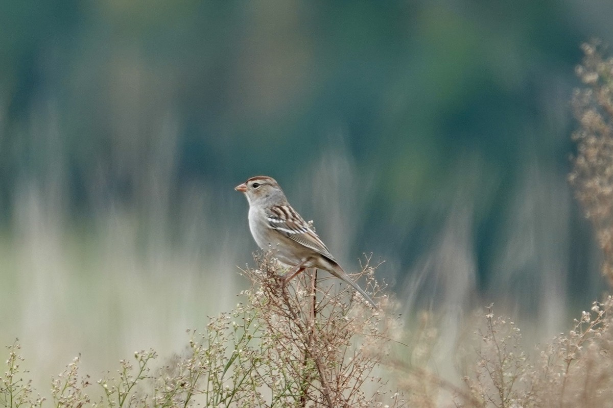 White-crowned Sparrow - ML643431970