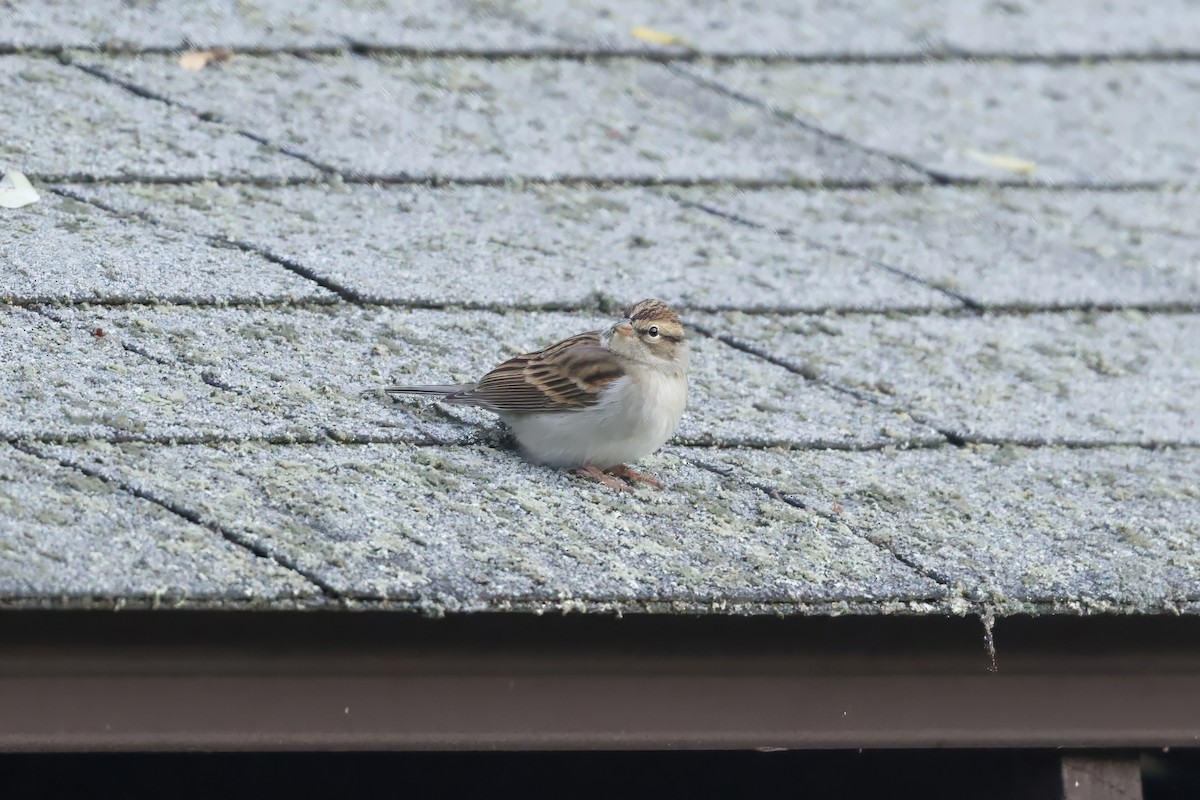 Chipping Sparrow - ML643431986
