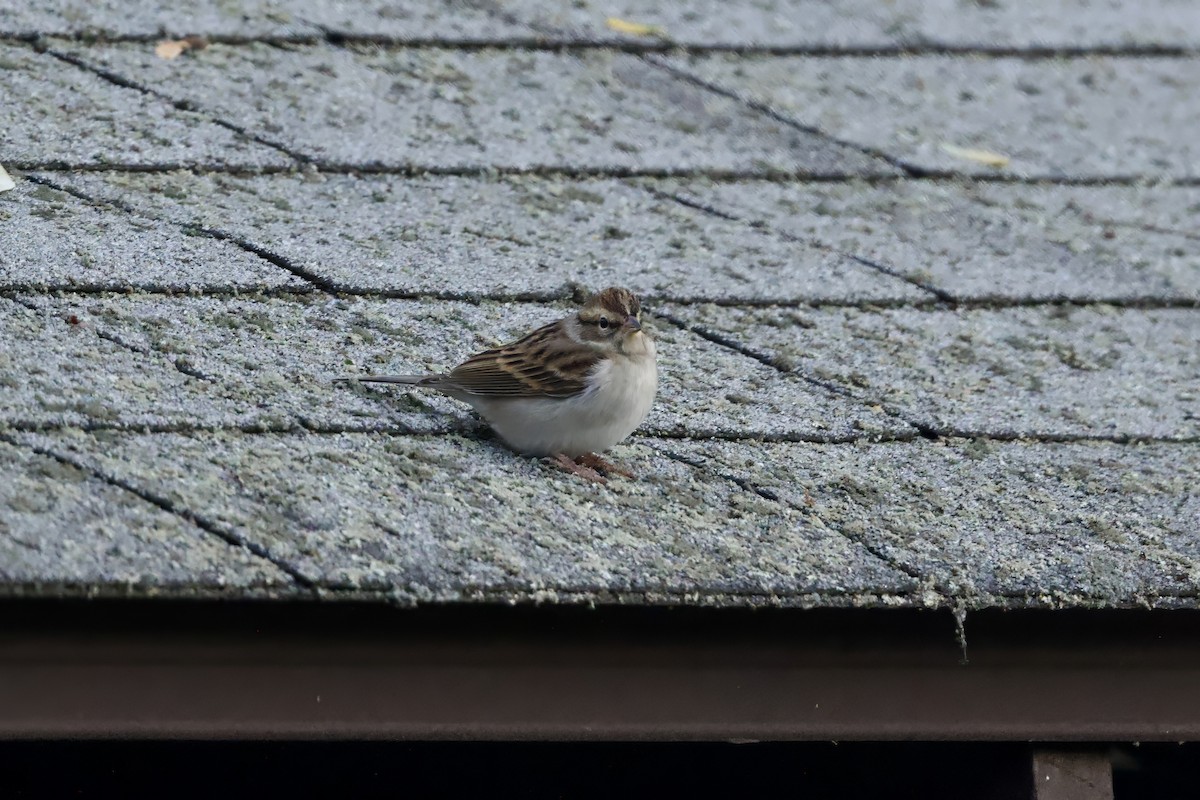 Chipping Sparrow - ML643431987