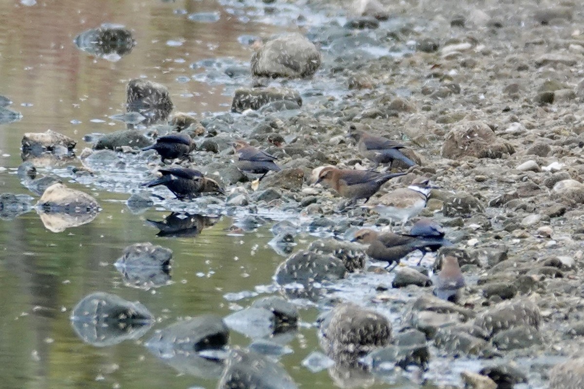 Rusty Blackbird - ML643432023