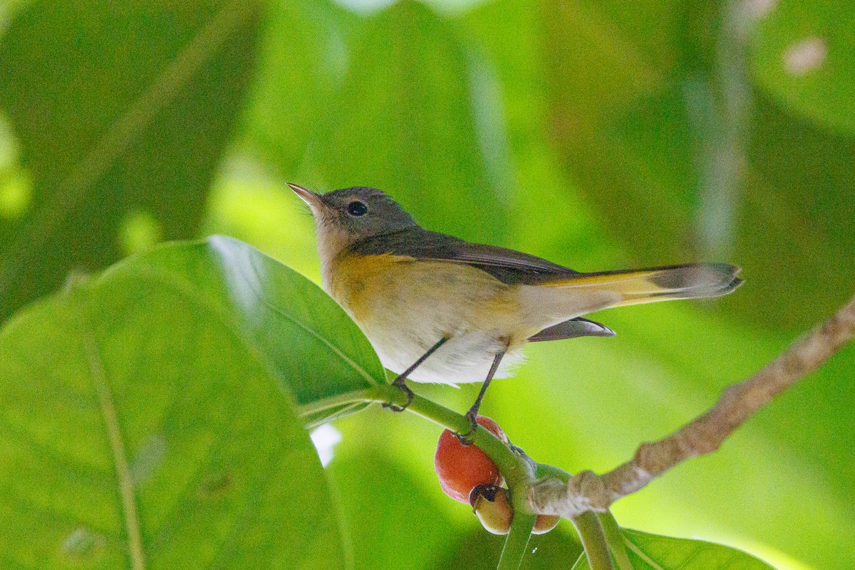 American Redstart - ML643432027
