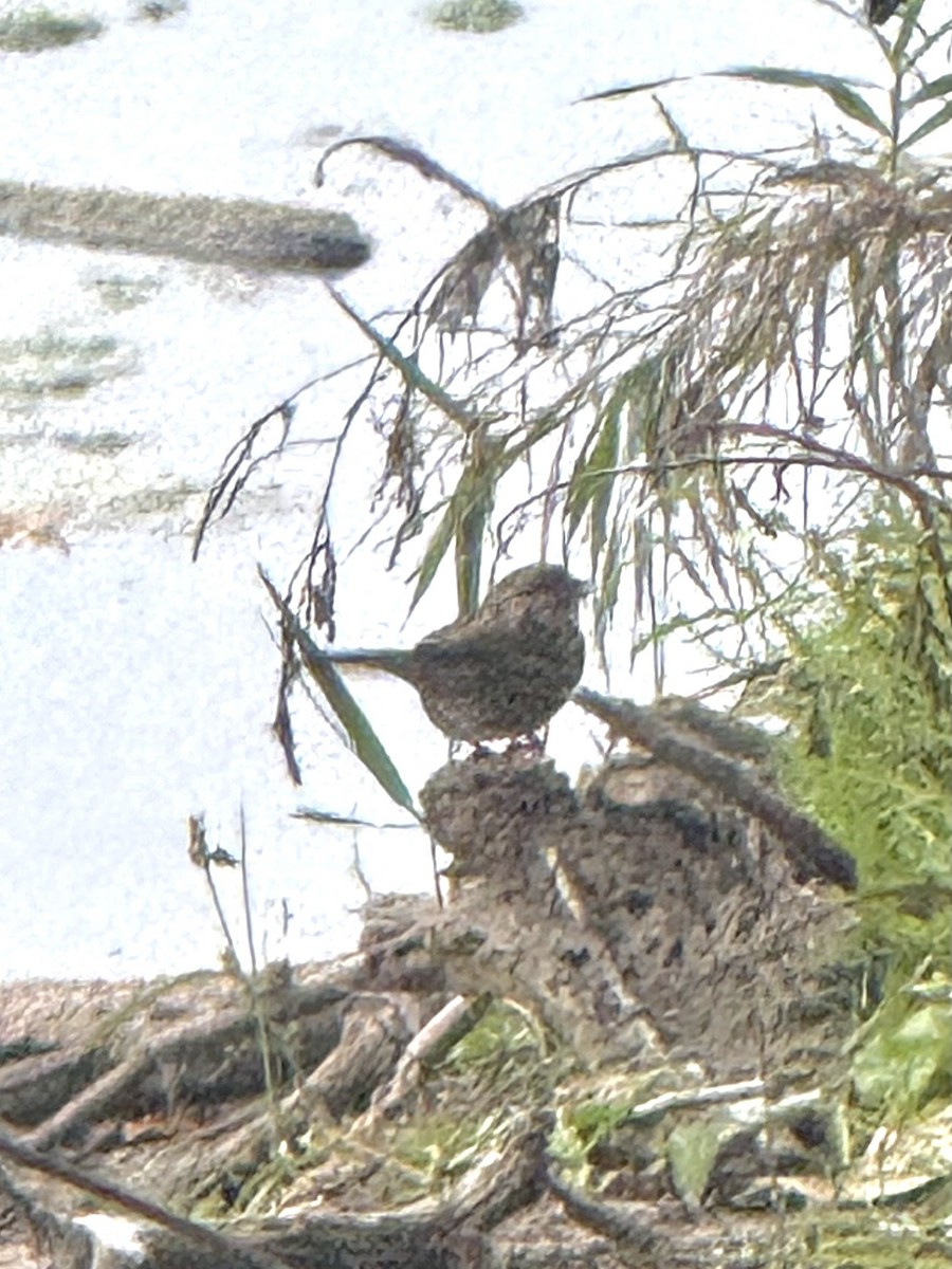 Song Sparrow - ML643432044