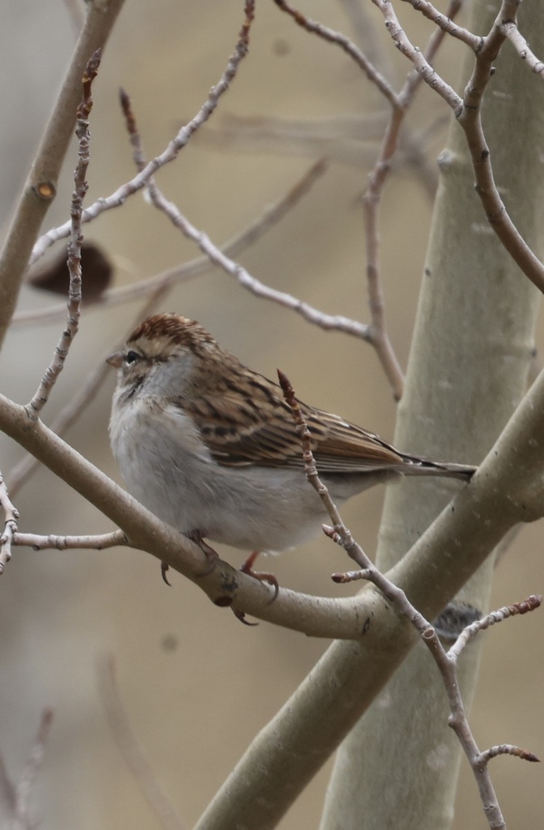 Chipping Sparrow - ML643432077