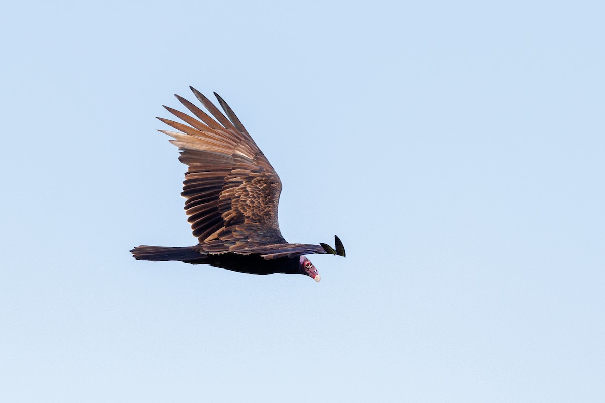 Turkey Vulture - ML643432081