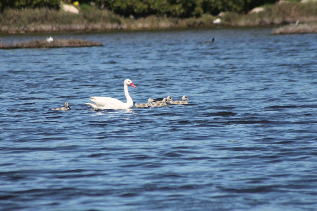 Coscoroba Swan - ML643432103