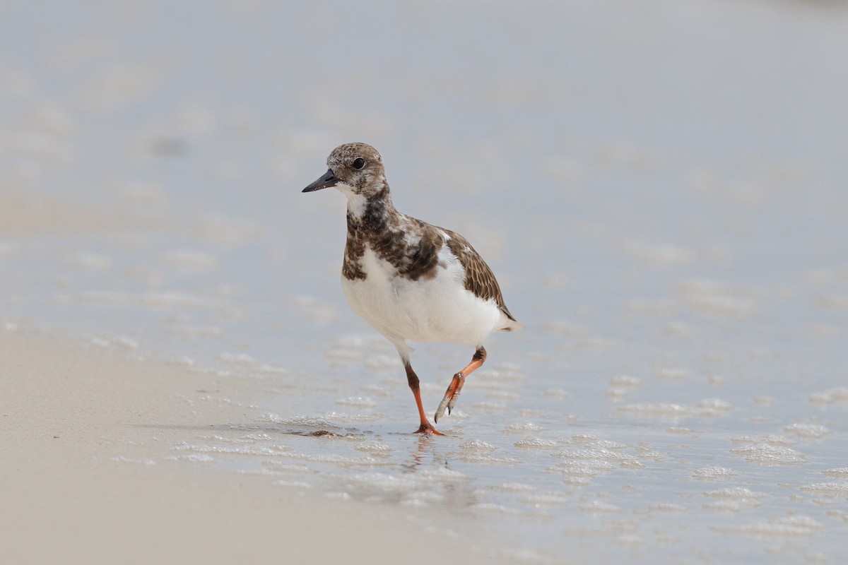 Ruddy Turnstone - ML643432110