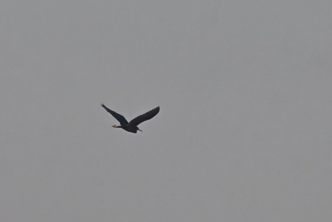 Black Heron - ML643432111