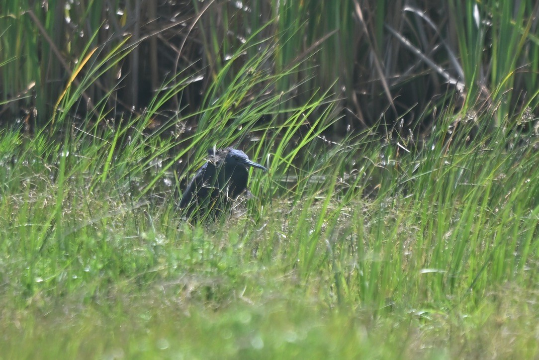 Black Heron - ML643432112
