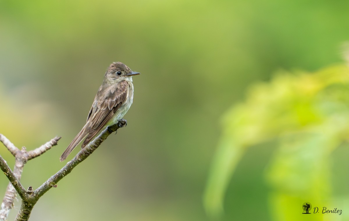 Northern Tropical Pewee - ML643432120