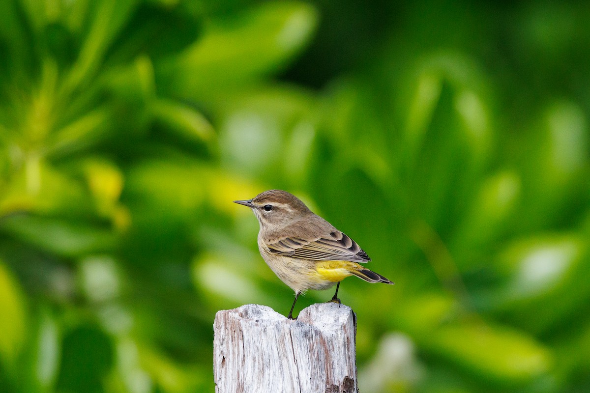 Palm Warbler - ML643432122