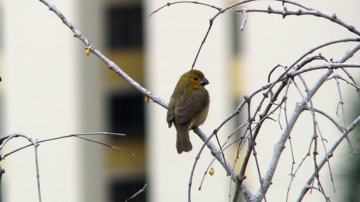 Variable Seedeater - ML643432123