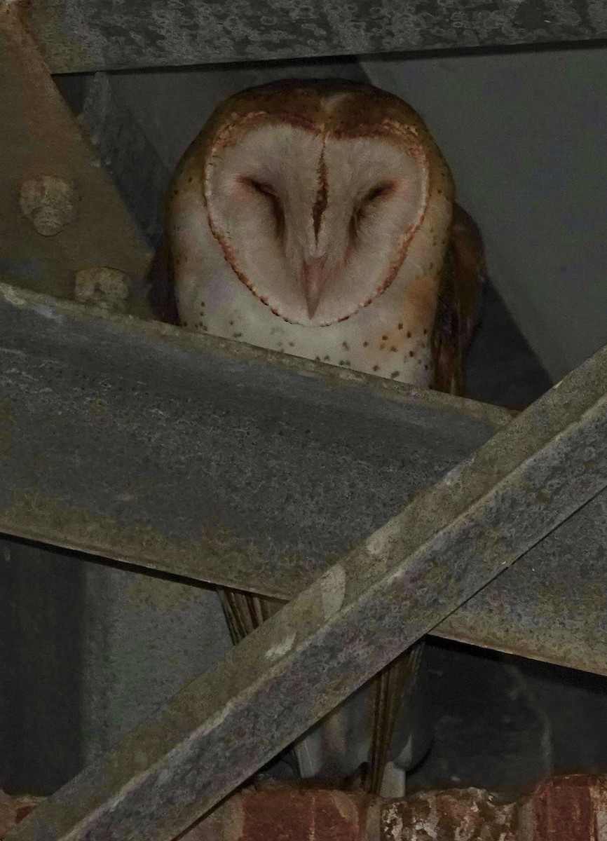 American Barn Owl - ML643432127