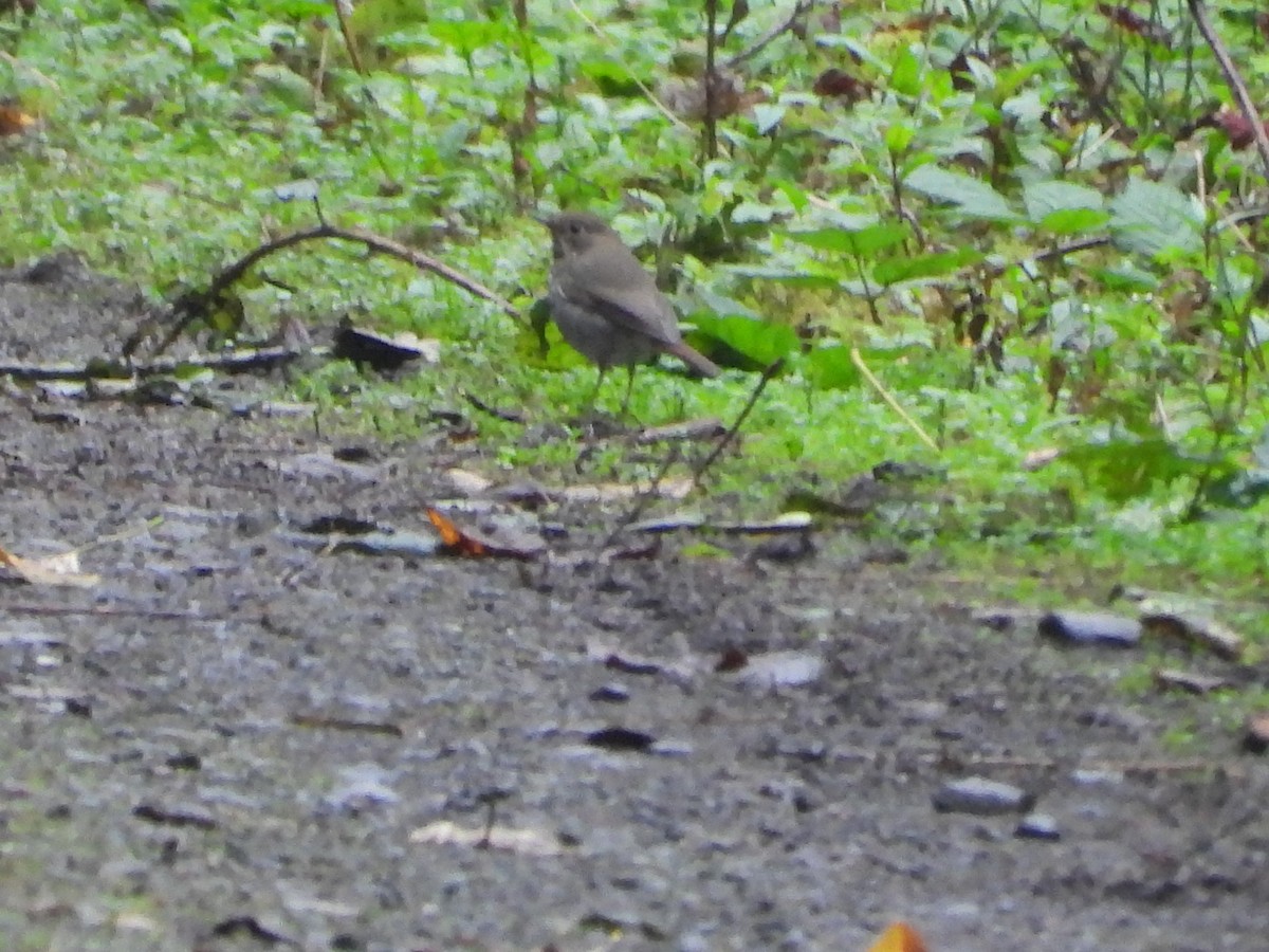 Hermit Thrush - ML643432129