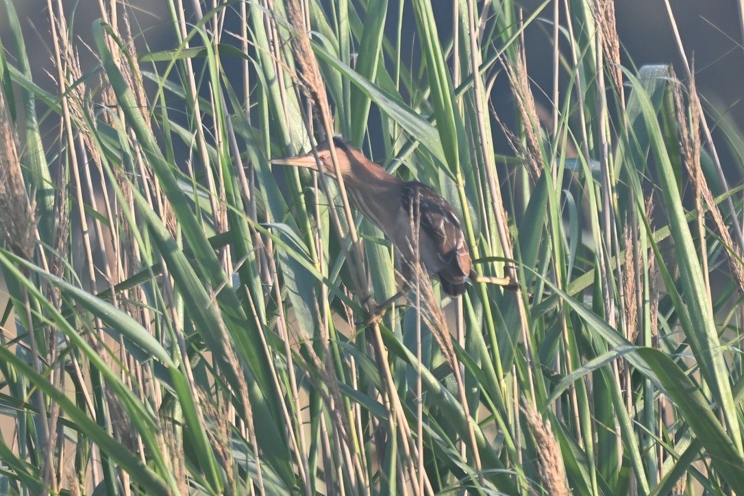 Little Bittern - ML643432131