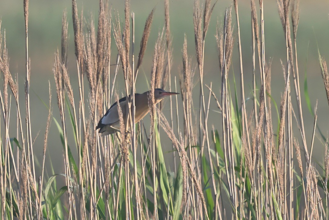 Little Bittern - ML643432132