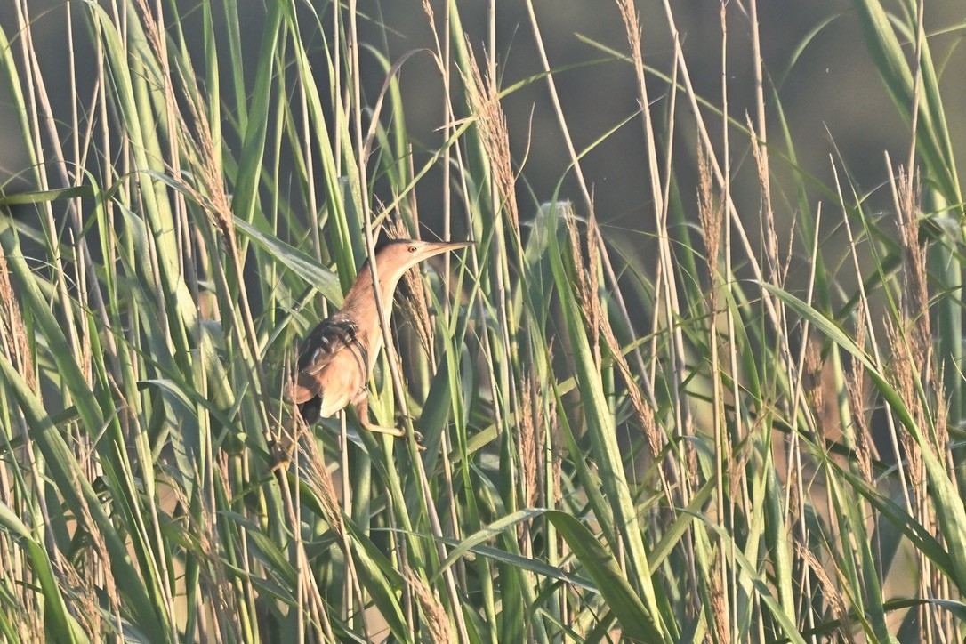 Little Bittern - ML643432133