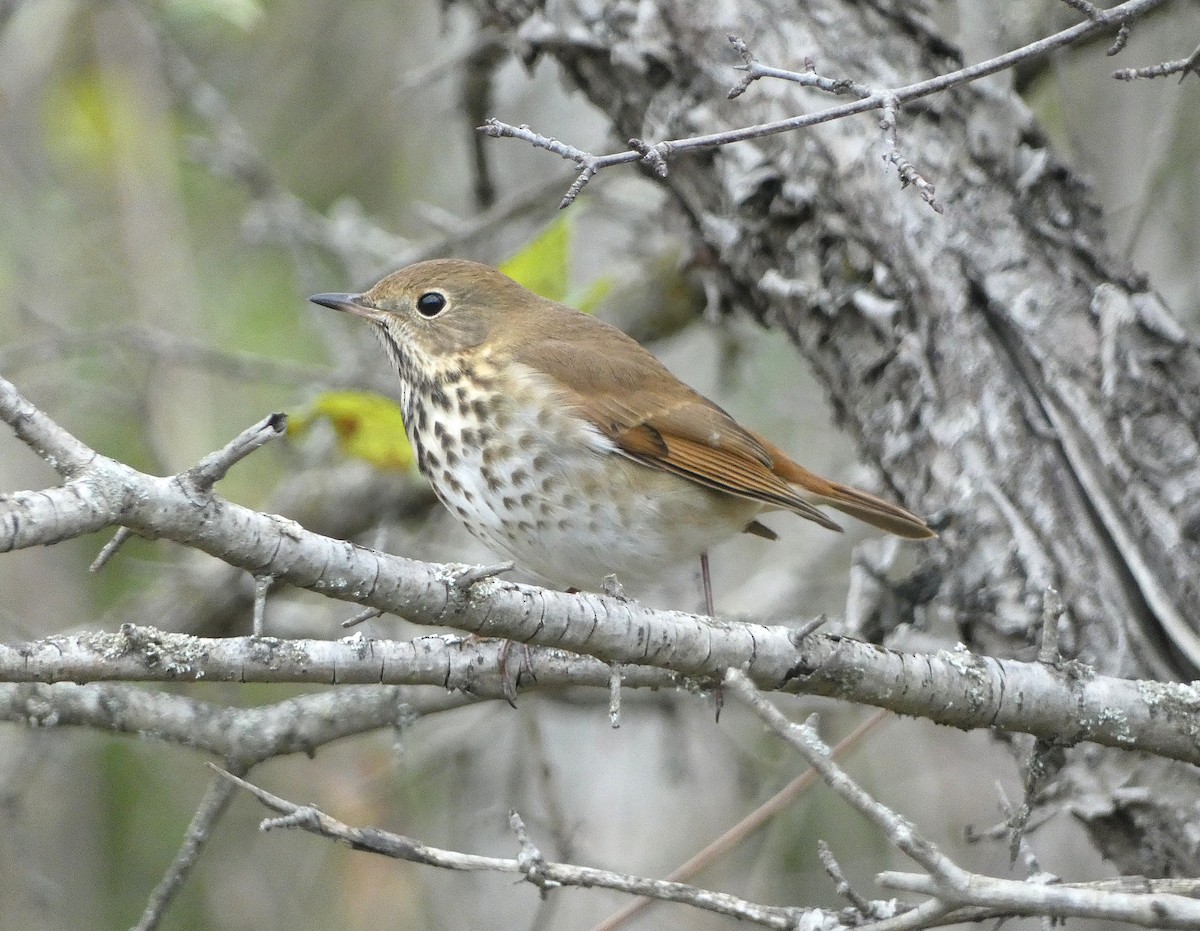 Hermit Thrush - ML643432143