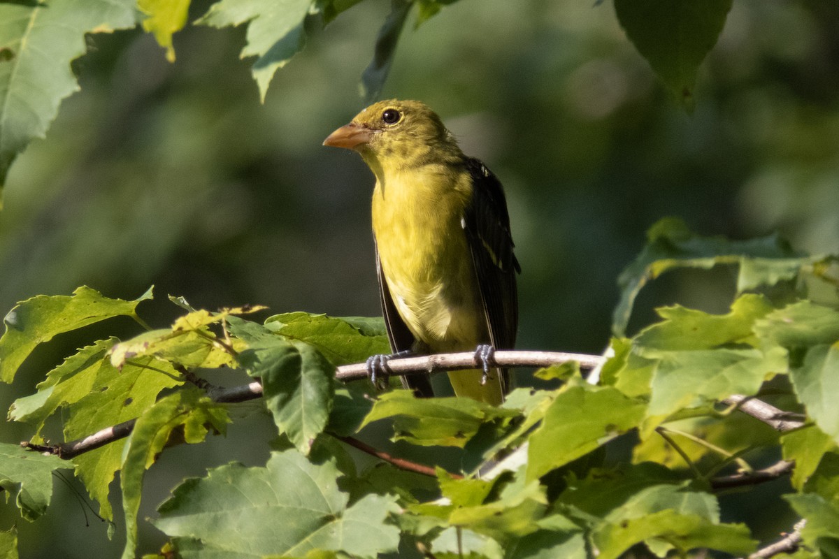 アカフウキンチョウ - ML643432145