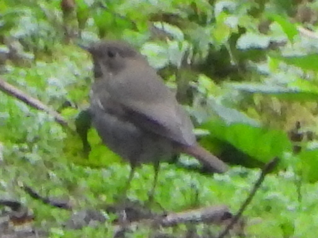 Hermit Thrush - ML643432149