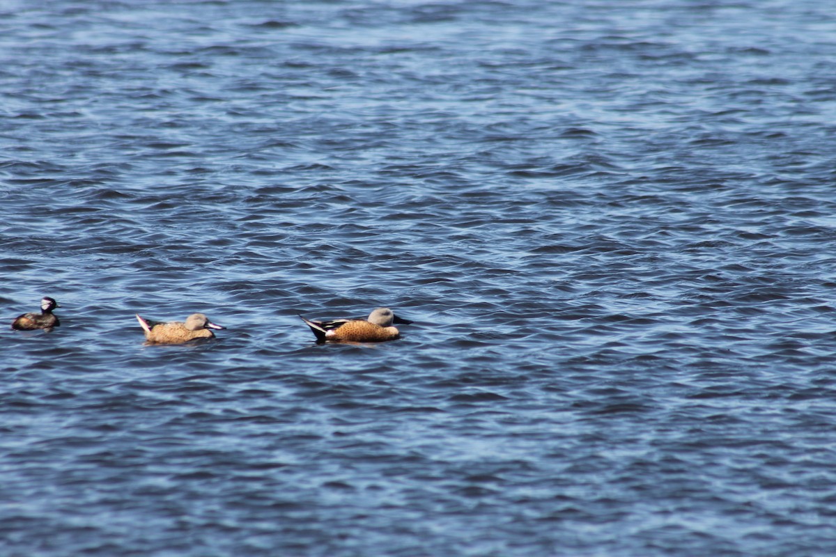 Red Shoveler - ML643432153