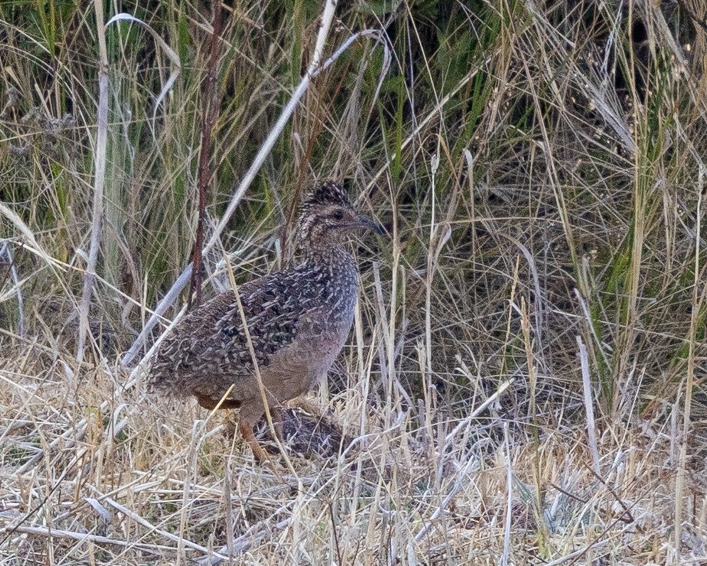 Tinamú Andino - ML643432171