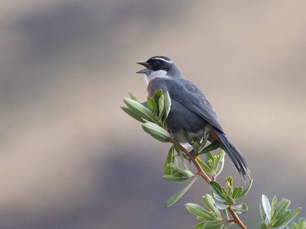 Chestnut-breasted Mountain Finch - ML643432181
