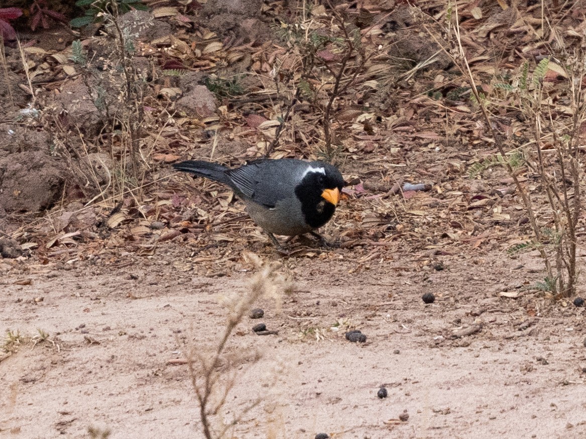 Golden-billed Saltator - ML643432189