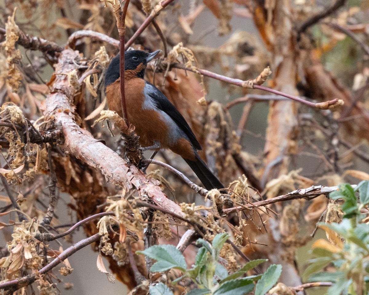 Black-throated Flowerpiercer - ML643432195
