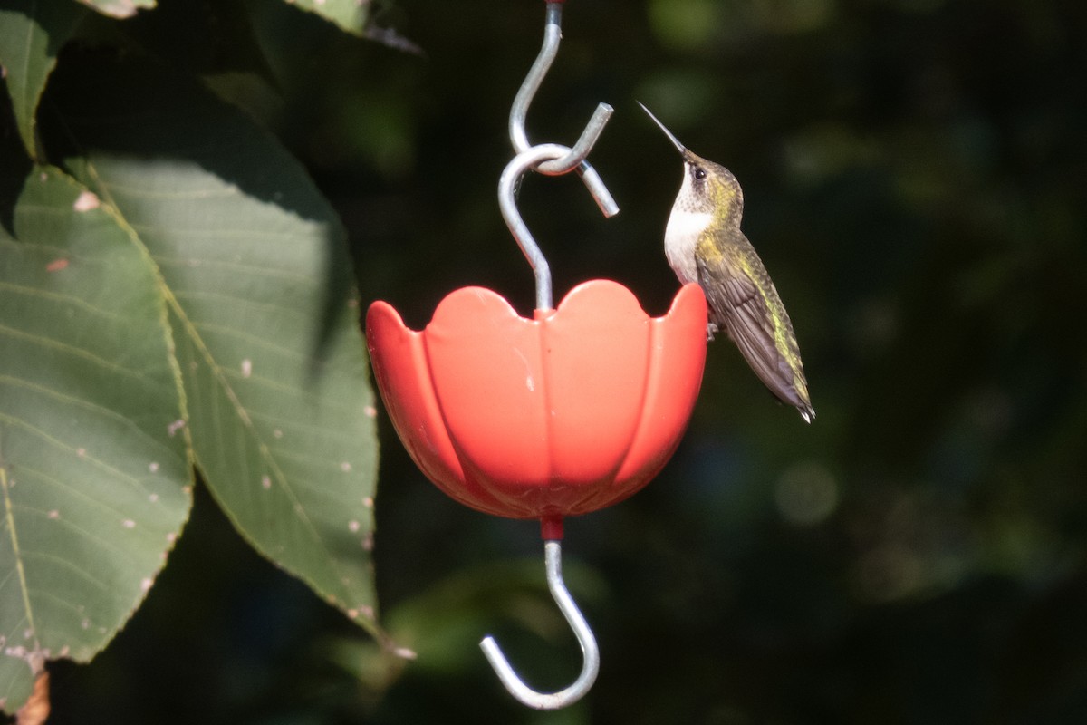 Ruby-throated Hummingbird - ML643432201