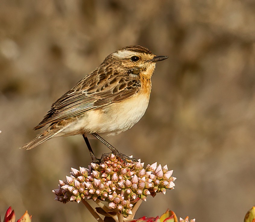 Whinchat - ML643432209