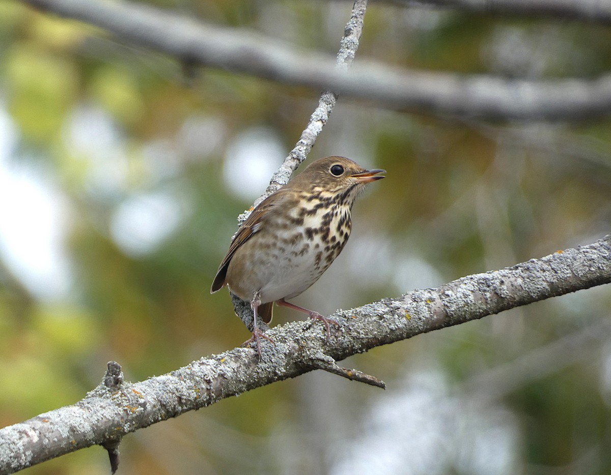 Hermit Thrush - ML643432210