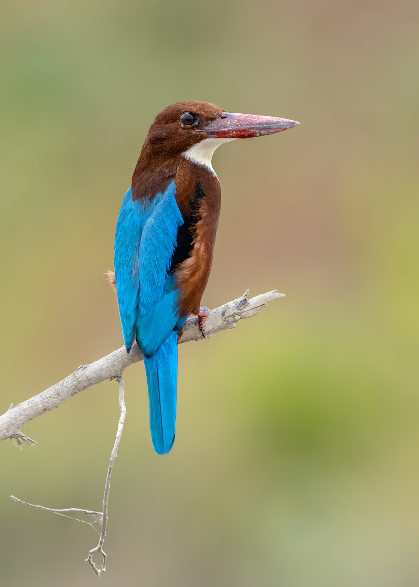 White-throated Kingfisher - ML643432212