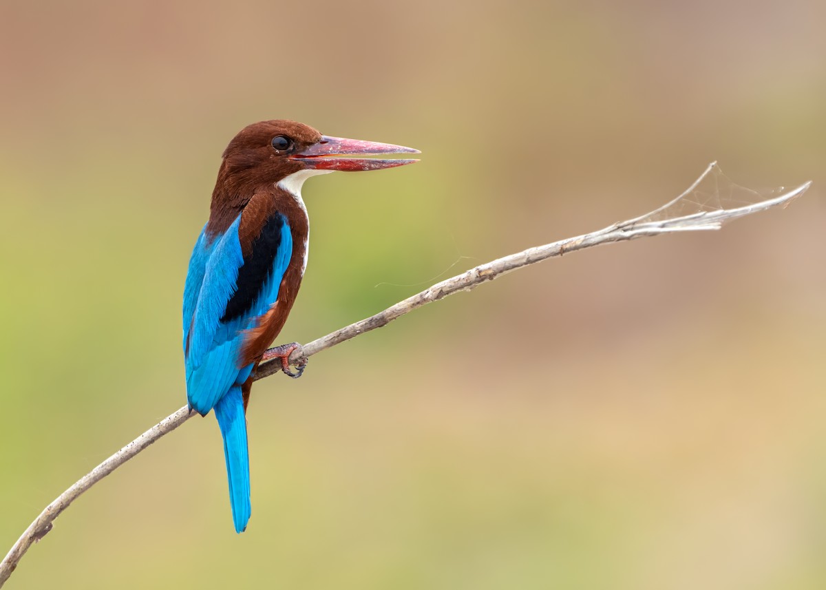 White-throated Kingfisher - ML643432213
