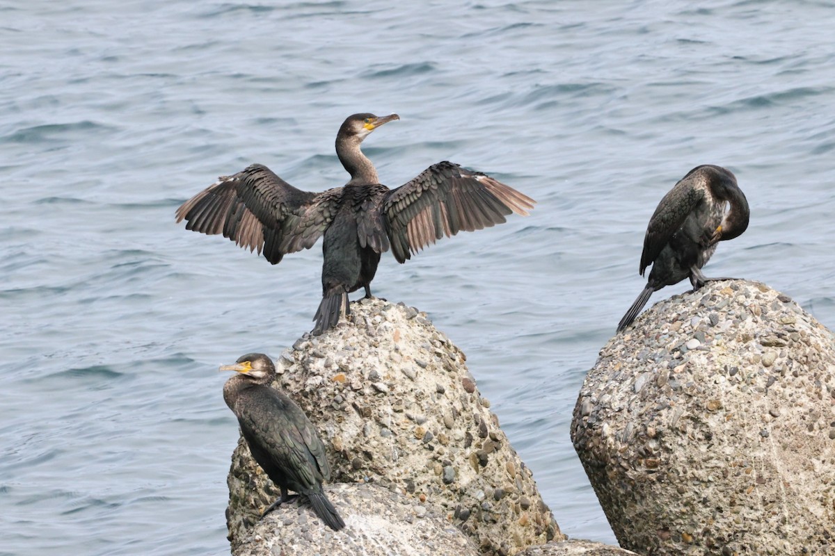 Japanese Cormorant - ML643432215