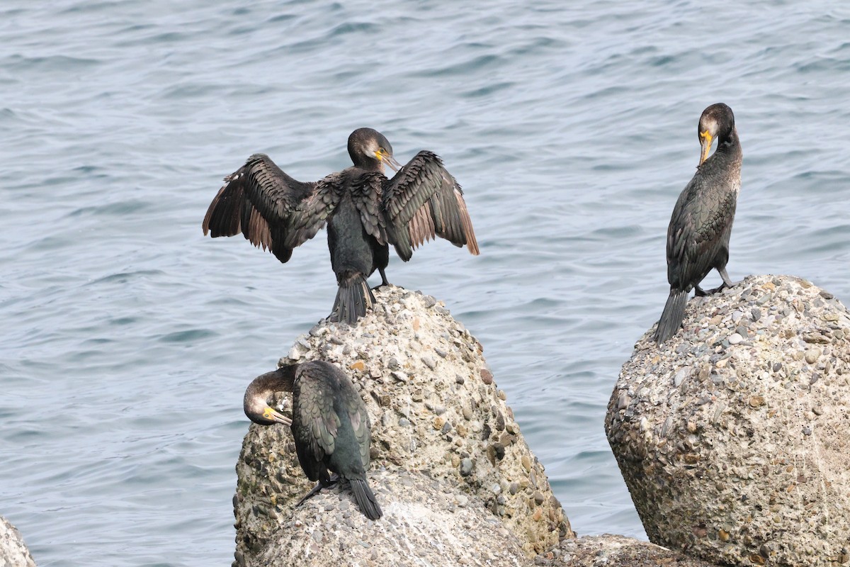 Japanese Cormorant - ML643432217