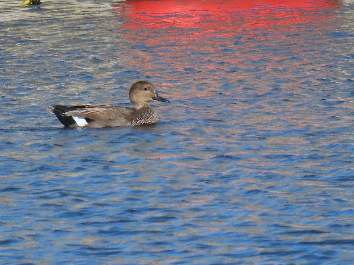 Gadwall - ML643432231
