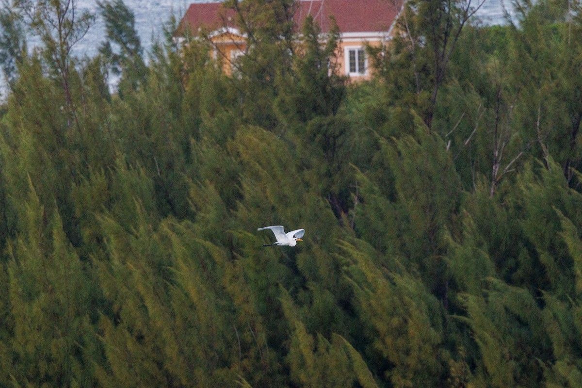 Great Egret - ML643432251