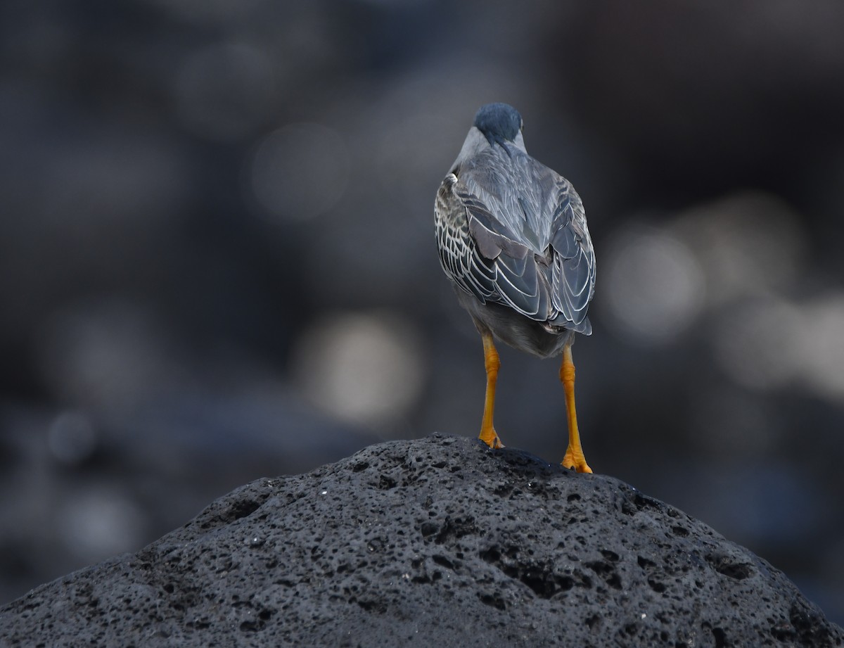 Striated Heron - ML643432252