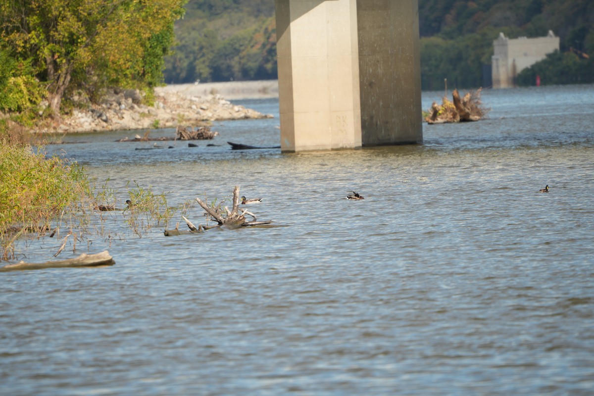 Mallard - ML643432258