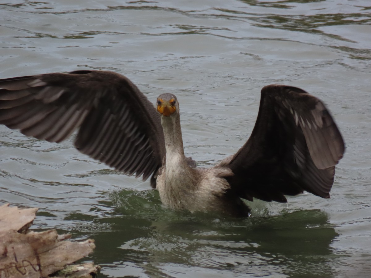 Kulaklı Karabatak - ML643432266