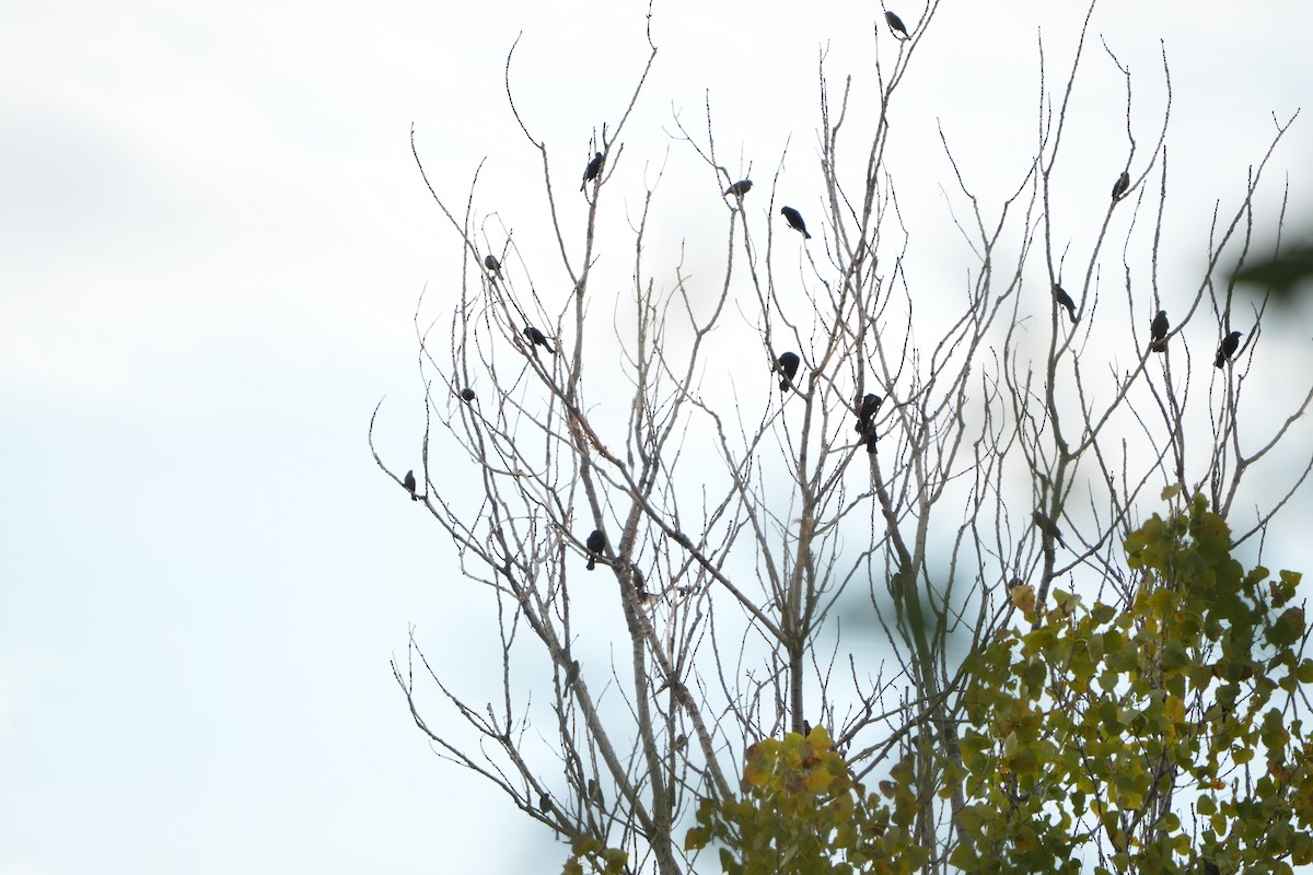 Red-winged Blackbird - ML643432267
