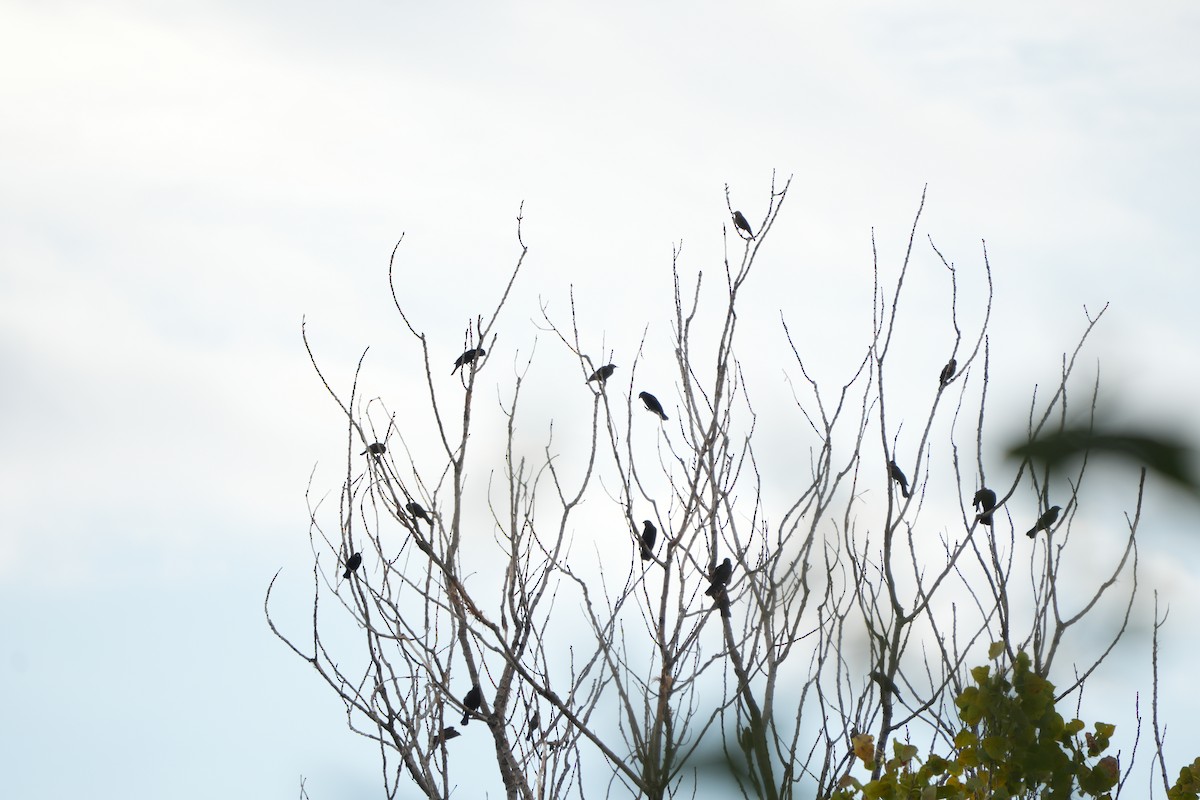 Red-winged Blackbird - ML643432269