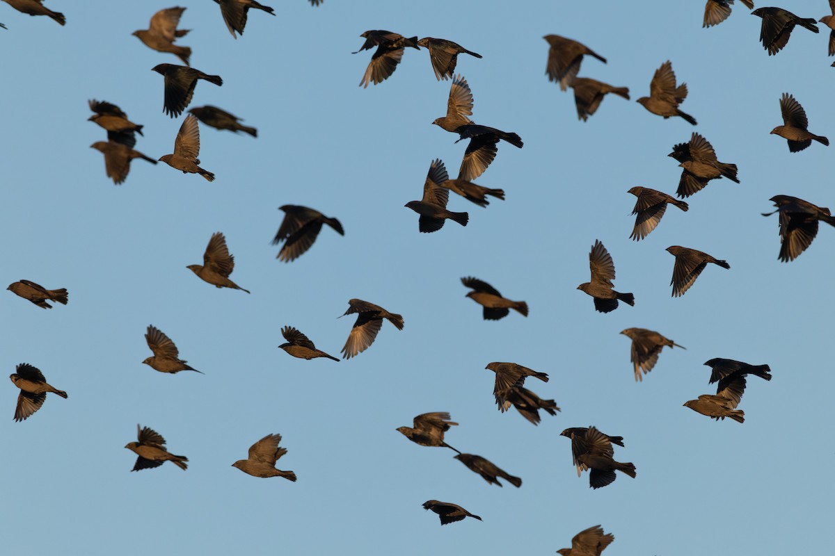 Brown-headed Cowbird - ML643432285