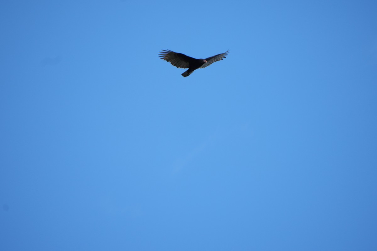 Turkey Vulture - ML643432288