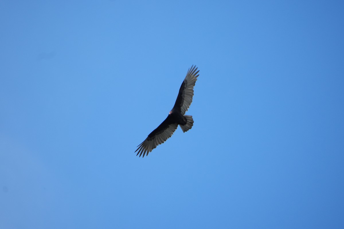 Turkey Vulture - ML643432293