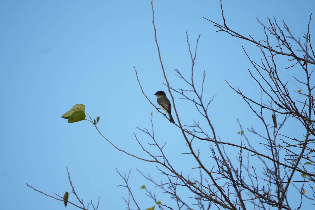 Eastern Phoebe - ML643432298