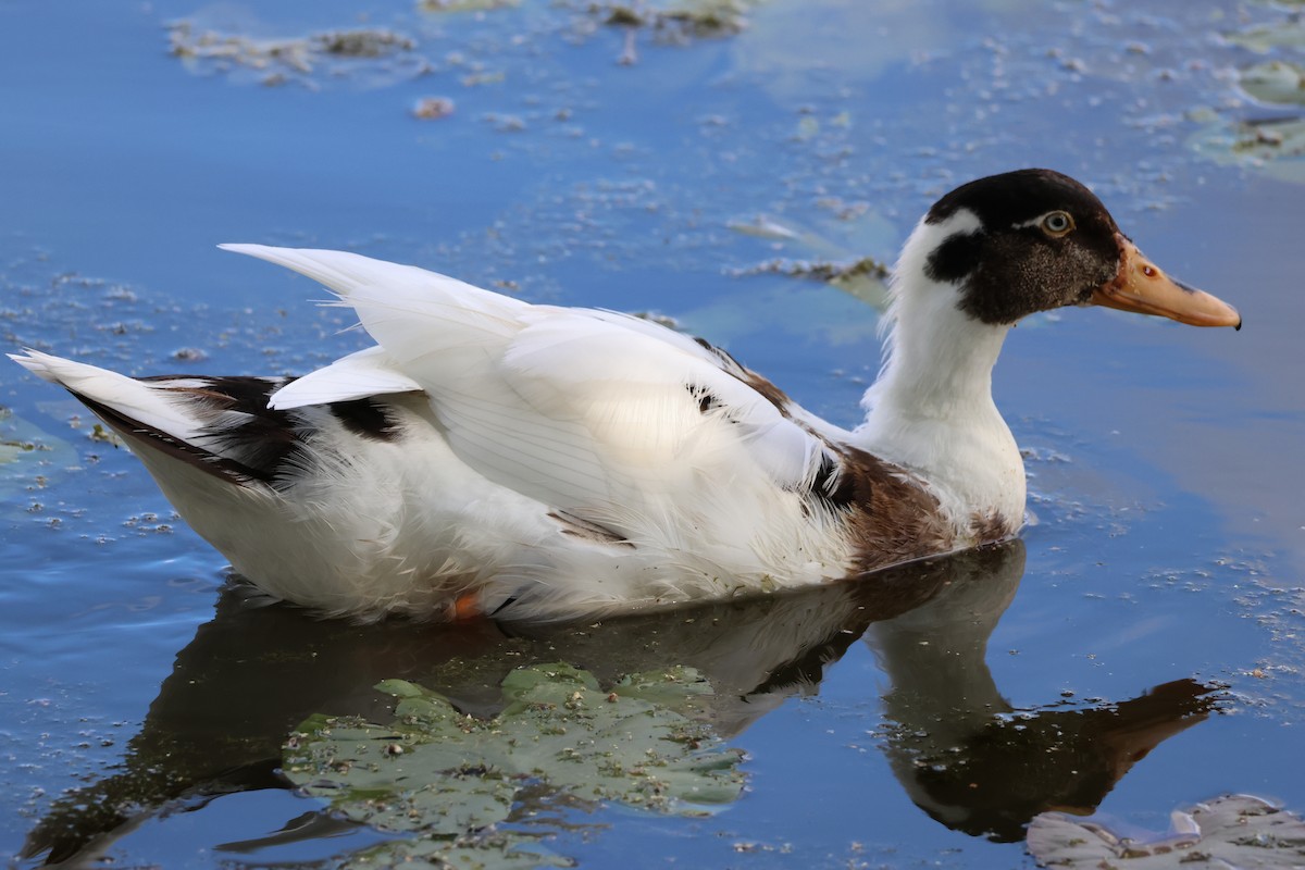 Mallard (Domestic type) - ML643432300
