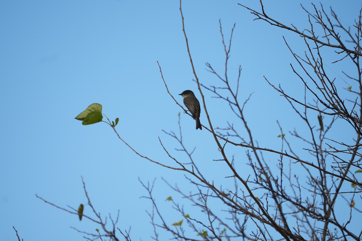 Eastern Phoebe - ML643432302