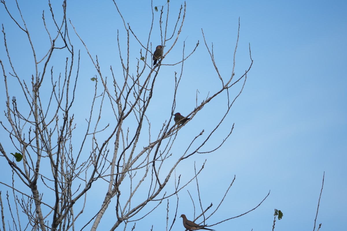 Northern Flicker (Yellow-shafted) - ML643432313